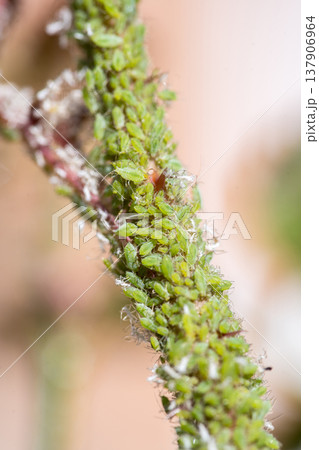 Green aphids on rose plant, tiny green flies insecticide lice 137906964