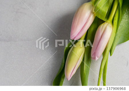 Spring floral background. Fresh pink tulips flowers bouquet. Dark moody. Mother's day 137906968