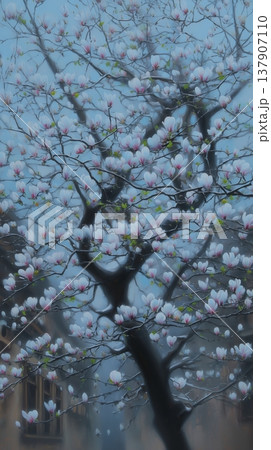 Magnificent magnolia tree in full bloom with pink flowers against a soft 137907110
