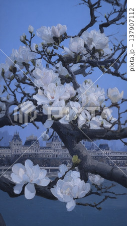 White magnolia flowers blooming on tree branch with historic building in background 137907112