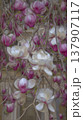 Pink and white magnolia flowers in full bloom against a blurred background 137907117