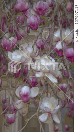 Pink and white magnolia flowers in full bloom against a blurred background 137907117