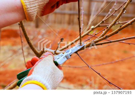 Person prunes tree branches with gardening shears in brown dirt 137907193