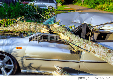 Car damaged by fallen tree branch in residential area Car damaged by fallen tree branch in residential area 137907202
