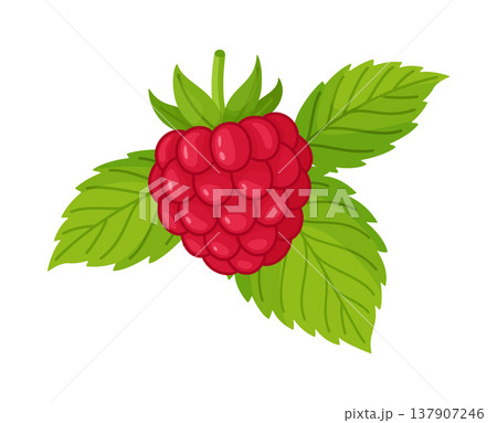 Ripe red raspberry with green leaves. Hand drawn trendy flat style isolated Ripe red raspberry with green leaves. Hand drawn trendy flat style isolated 137907246
