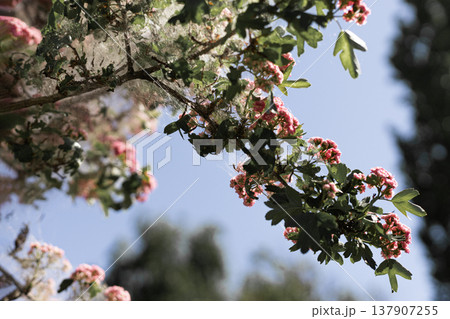 Infested ornamental hawthorn tree with branches covered in thick white webs against a clear blue sky background Infested ornamental hawthorn tree with branches covered in thick white webs against a clear blue sky background 137907255