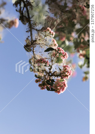 Close up view of a caterpillar web nest on a hawthorn branch with damaged pink flowers and intricate silk texture Close up view of a caterpillar web nest on a hawthorn branch with damaged pink flowers and intricate silk texture 137907256