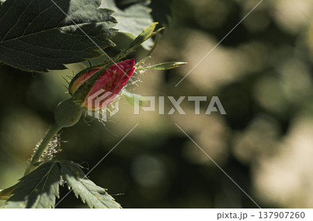 A young pink rosehip flower bud starting to open on a green bush in the garden during spring A young pink rosehip flower bud starting to open on a green bush in the garden during spring 137907260