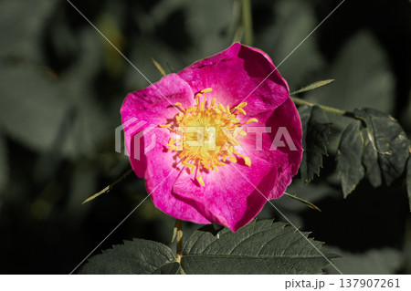 Macro shot of a vibrant pink rosehip flower showing detailed yellow stamens and delicate petals in soft light Macro shot of a vibrant pink rosehip flower showing detailed yellow stamens and delicate petals in soft light 137907261