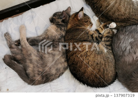 Two cats are sleeping side by side on a soft surface in an indoor space during the afternoon Two cats are sleeping side by side on a soft surface in an indoor space during the afternoon 137907319
