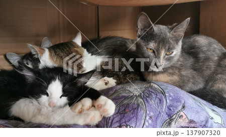 Cats rest together in a warm space during the afternoon in a cozy room filled with soft blankets and cushions where they relax and enjoy each other’s company Cats rest together in a warm space during the afternoon in a cozy room filled with soft blankets and cushions where they relax and enjoy each other’s company 137907320