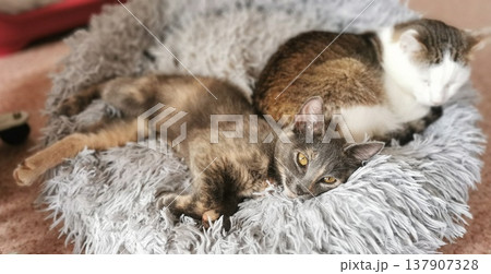 Two cats relax on a soft round bed in a cozy indoor setting during a sunny afternoon while enjoying each other's company and warmth Two cats relax on a soft round bed in a cozy indoor setting during a sunny afternoon while enjoying each other's company and warmth 137907328