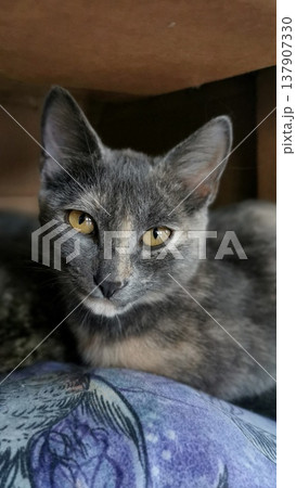 Cat with gray fur resting on a surface at home during the afternoon Cat with gray fur resting on a surface at home during the afternoon 137907330