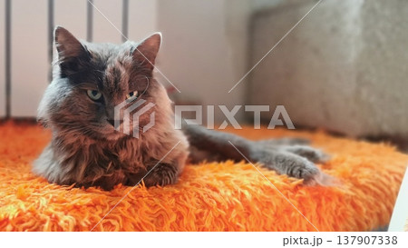 Gray cat resting on an orange blanket indoors during daylight hours Gray cat resting on an orange blanket indoors during daylight hours 137907338