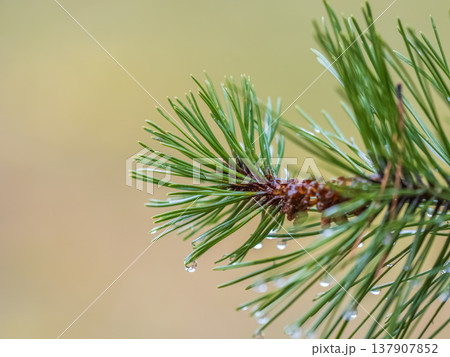 Background of green spruce branches with water drops after rain Background of green spruce branches with water drops after rain 137907852