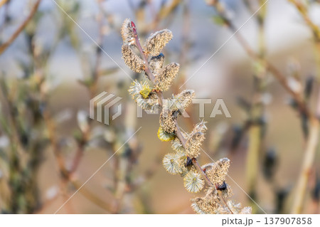 Nature awakes in spring. Blooming willow twigs and furry willow-catkins, so called seals or cats. Holly willow, Salix caprea Nature awakes in spring. Blooming willow twigs and furry willow-catkins, so called seals or cats. Holly willow, Salix caprea 137907858