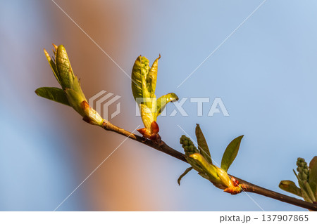 Green bushes with young leaves in the sunset 137907865