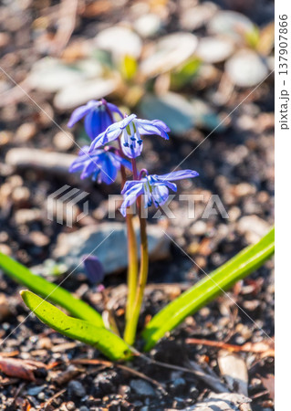 Siberian squill, wood squill, Scilla siberica meadow plant with blue blossom in grass. Spring flower background 137907866