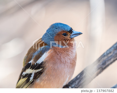 Common chaffinch, Fringilla coelebs, sits on a tree. Common chaffinch in wildlife. Common chaffinch, Fringilla coelebs, sits on a tree. Common chaffinch in wildlife. 137907882