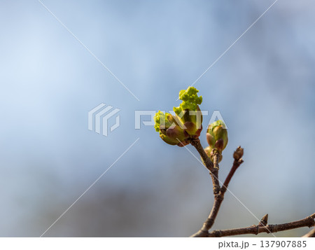 Green bushes with young leaves in the sunset 137907885