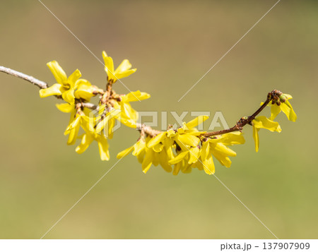 Forsythia. Blooming forsythia bush. Yellow flower on a branch of forsythia. Forsythia. Blooming forsythia bush. Yellow flower on a branch of forsythia. 137907909