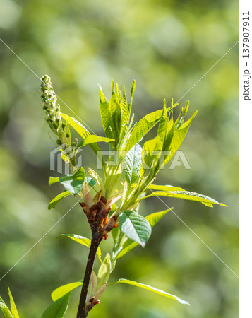 Green bushes with young leaves in the sunset 137907911