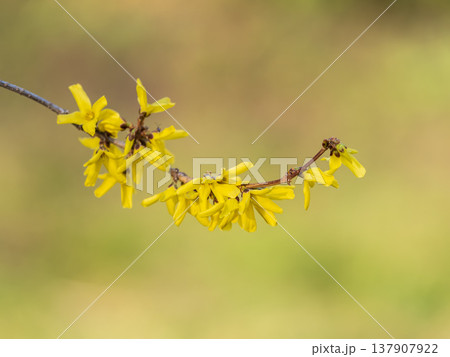 Forsythia. Blooming forsythia bush. Yellow flower on a branch of forsythia. 137907922