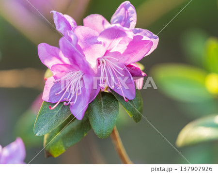 Pink flowers of Siberian rhododendron copy space. Rhododendron dauricum. Spring flowering of Altai rhododendron. Pink flowers of Siberian rhododendron copy space. Rhododendron dauricum. Spring flowering of Altai rhododendron. 137907926