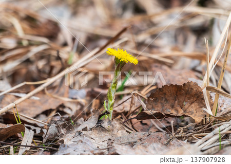 The spring primroses. The bright yellow flowers of coltsfoot in the sunshine. 137907928