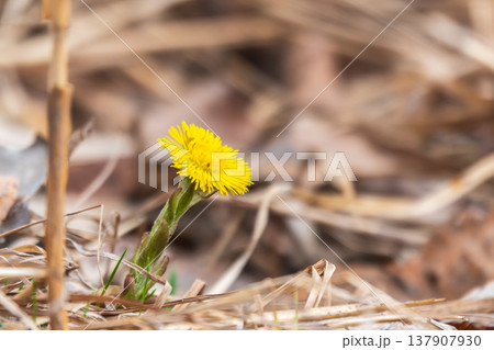 The spring primroses. The bright yellow flowers of coltsfoot in the sunshine. The spring primroses. The bright yellow flowers of coltsfoot in the sunshine. 137907930