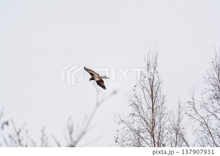 The bird of prey Black Kite flying in blue Sky The bird of prey Black Kite flying in blue Sky 137907931