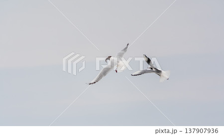 Beautiful Black Headed Gull, in elegant flight over blue water 137907936