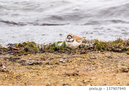 Little ringed plover (Charadrius dubius), bird standing on the lake shore Little ringed plover (Charadrius dubius), bird standing on the lake shore 137907940