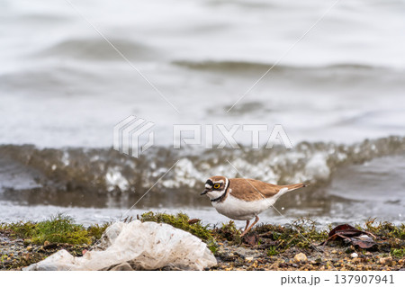Little ringed plover (Charadrius dubius), bird standing on the lake shore 137907941