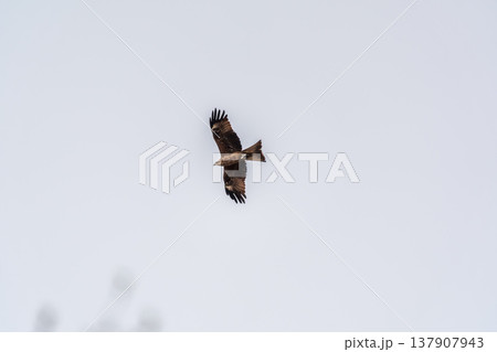 The bird of prey Black Kite flying in blue Sky The bird of prey Black Kite flying in blue Sky 137907943