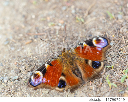 Peacock butterfly on the ground among the grass Peacock butterfly on the ground among the grass 137907949