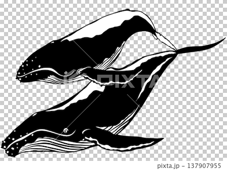 こんな感じで泳ぐと鯨はやっぱり哺乳類切り絵貼り絵イラスト 137907955