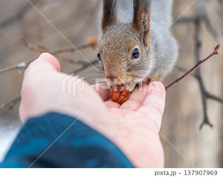 Squirrel eats nuts from a man's hand. Caring for animals in winter or autumn. 137907969