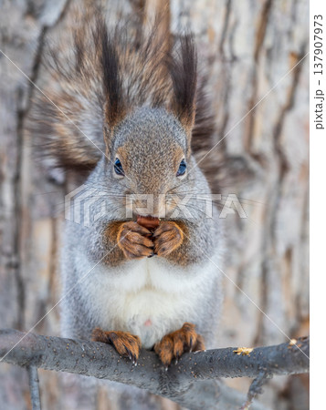 Squirrel eats nuts from a man's hand. Caring for animals in winter or autumn. Squirrel eats nuts from a man's hand. Caring for animals in winter or autumn. 137907973