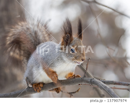 Portrait of a squirrel on a tree trunk Portrait of a squirrel on a tree trunk 137907974