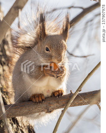 Squirrel eats nuts from a man's hand. Caring for animals in winter or autumn. Squirrel eats nuts from a man's hand. Caring for animals in winter or autumn. 137907978
