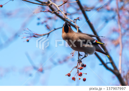 Bohemian Waxwing, Bombycilla garrulus, sitting on the bush and feeding on wild red apples in winter or early spring time. 137907997