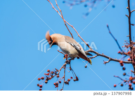 Bohemian Waxwing, Bombycilla garrulus, sitting on the bush and feeding on wild red apples in winter or early spring time. 137907998