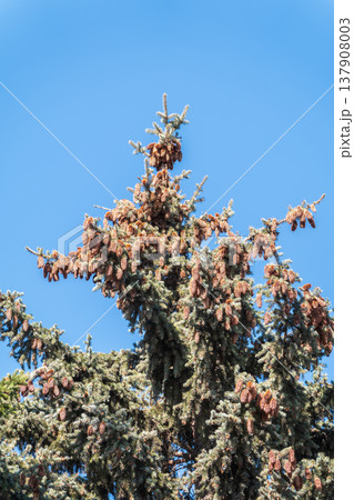 Green spruce branches with needles and cones against a blue sky in winter. Many cones on spruce. Fir tree. 137908003