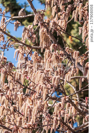 Backlit cluster of female European aspen or Quaking Aspen, Populus tremuloides, catkins, under the soft spring sun Backlit cluster of female European aspen or Quaking Aspen, Populus tremuloides, catkins, under the soft spring sun 137908008