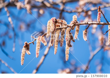 Backlit cluster of female European aspen or Quaking Aspen, Populus tremuloides, catkins, under the soft spring sun 137908010