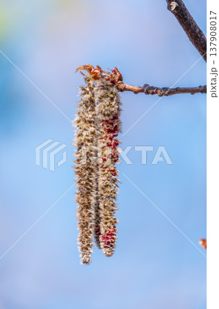 Backlit cluster of female European aspen or Quaking Aspen, Populus tremuloides, catkins, under the soft spring sun 137908017