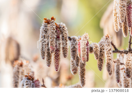 Backlit cluster of female European aspen or Quaking Aspen, Populus tremuloides, catkins, under the soft spring sun Backlit cluster of female European aspen or Quaking Aspen, Populus tremuloides, catkins, under the soft spring sun 137908018