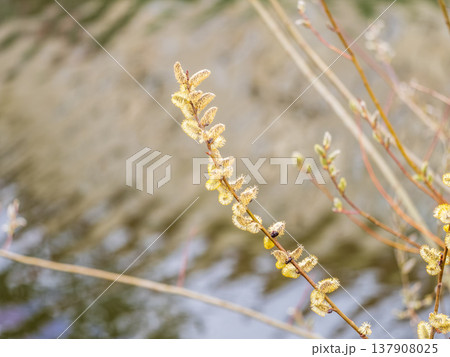 Nature awakes in spring. Blooming willow twigs and furry willow-catkins, so called seals or cats. Holly willow, Salix caprea 137908025