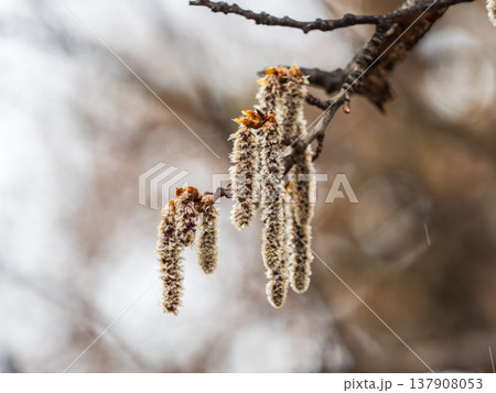 Backlit cluster of female European aspen or Quaking Aspen, Populus tremuloides, catkins, under the soft spring sun Backlit cluster of female European aspen or Quaking Aspen, Populus tremuloides, catkins, under the soft spring sun 137908053